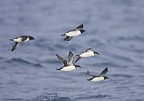 Flock of Brunnich's Guillemot (Uria lomvia) in flight over sea, Norway April