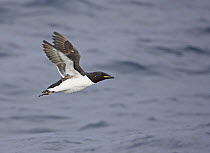 Brunnich's Guillemot (Uria lomvia) in flight over sea, summer plumage, Norway April