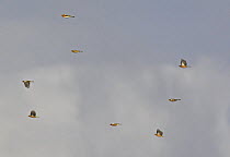 Flock of Chaffinch (Fringilla coelebs) and Brambling (Fringilla montifringilla) in flight, migrating, Hanko Finland October
