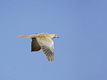 Collared dove (Streptopelia decaocto) in flight, Sultanate of Oman November