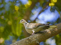 Collared Dove (Streptopelia decaocto), United Arab Emirates November
