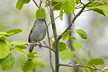 Dunnock (Prunella modularis) singing, Estonia May