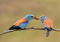 European Roller (Coracia garrulus) Male offering female insect prey in courtship, Hungary May