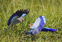 European Roller (Coracias garrulus) and Indian Roller (Coracias benghalensis) fighting, Sulltanate of Oman November