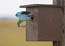 European Roller (Coracia garrulus) stealing a chick from Starling (Sturnus vulgaris) nest in bird box. The roller then uses it for its own nest. Hungary May