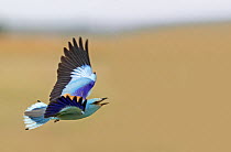 European Roller (Coracias garrulus) in flight, Hungary May