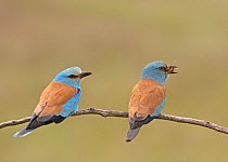 European Roller (Coracia garrulus) pair, one feeding on insect, Hungary May
