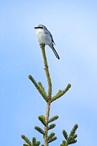 Greart Grey Shrike (Lanius excubitor) perched on top of fir tree,  Kuusamo Finland April