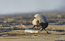 Hooded Crow (Corvus cornix) trying to open a bottle, Liminka Finland May