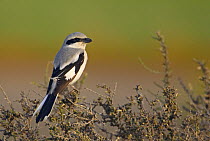 Great Grey Shrink (Lanius excubitor) Male,  Sultanate of Oman March