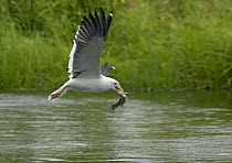 Lesser Black-backed Gull (Larus fuscus) carrying fish in beak, Kangasala Finland