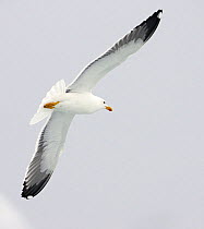 Lesser Black-backed Gull (Laris fuscus) flying, Iceland June