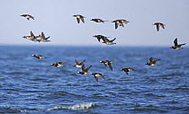Flock of Long-tailed Duck (Clangula hyemalis) flying over sea, Porvoo Söderskär Finland May