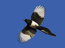 Magpie (Pica pica) flying, Helsinki Finland November