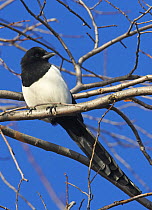 Magpie (Pica pica) perched in tree, Helsinki Finland November