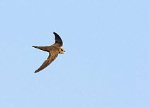 Pallid Swift (Apus pallidus) flying, Spain, September
