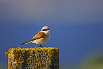 Red-backed Shrike (Lanius collurio) male, Porvoo Finland May