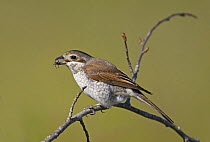 Red-backed Shrike (Lanius collurio) female with insect in beak, Latvia May