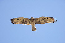 Short-toed Eagle (circaetus gallicus) high angle view in flight, Spain, September