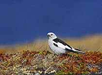 Snow Bunting (Plectrophenax nivalis) male, breeding plumage, Norway, May