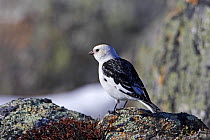 Snow Bunting (Plectrophenax nivalis) male, breeding plumage, Utsjoki, Finland, April