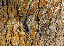 Eurasian Treecreeper (Certhia familiaris) camouflaged on bark, Helsinki, Finland, March