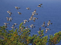 Flock of Wood Pigeon (Columba palumbus) and one Stock Dove (Columba oenas) in flight over trees, Hanko, Finland, September