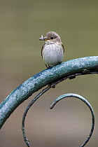 Spotted flycatcher {Muscicapa striata} with insect, Somerset, England