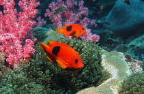 Red saddleback anemonefish (Amphiprion ephippium) on coral reef, Andaman Sea, Thailand