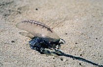 Bluebottle / Portuguese man-of-war (Physalia utriculus) showing its inflated float and long trailing tentacles, swept ashore by onshore winds. Cape, South Africa.