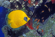 Golden butterflyfish (Chaetodon semilarvatus) Red Sea, Egypt.