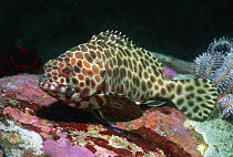 Longfin grouper (Epinephelus quoyanus) Andaman Sea, Myanmar / Burma, Indian ocean