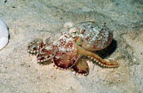 Veined octopus (Octopus marginatus). Mabul, Malaysia.