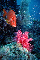 Giant / Long jawed squirrelfish (Sargocentron spiniferum) with soft coral. Andaman Sea, Thailand. (Digital composite).