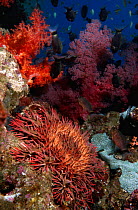Crown-of-thorns starfish (Acanthaster planci) on coral reef, Egypt, Red Sea.