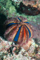 Sea urchin (Mespilia globulus) Andaman Sea, Burma / Myanmar, Indian ocean