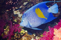 Yellowbar angelfish (Pomacanthus maculosus) Red Sea, Egypt.