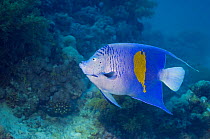 Yellowbar angelfish (Pomacanthus maculosus) Red Sea, Egypt