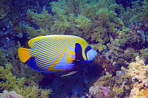 Emperor angelfish (Pomacanthus imperator) Red Sea, Egypt