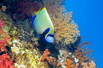 Emperor angelfish (Pomacanthus imperator) on coral reef, Red Sea, Egypt