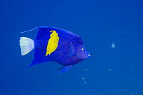 Yellowbar angelfish (Pomacanthus maculosus) Red Sea, Egypt