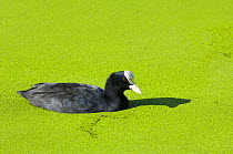 Coot (Fulica atra) on pond covered with Common duckweed (Lemna minor) UK