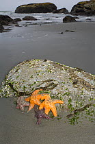 Ochre sea stars (Pisaster ochraceus) exposed on beach at low tide. Olympic National Park, Washington, USA