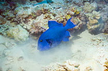 Blue triggerfish (Pseudobalistes fuscus) blows sand to search for food. Red Sea, Egypt