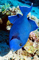 Blue triggerfish (Pseudobalistes fuscus) searching for food on coral reef, Red Sea, Egypt