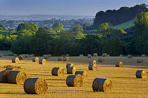 Circular straw bales in a field near South Cadbury, Somerset, England, UK. (NR)