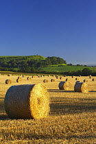 Circular straw bales in a field near South Cadbury with Cadbury Castle (Iron Age hill fort) beyond, Somerset, England, UK. (NR)