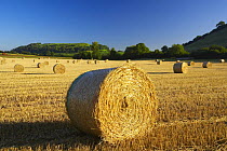 Circular straw bales in a field near South Cadbury with Cadbury Castle (Iron Age hill fort) beyond, Somerset, England, UK. (NR)