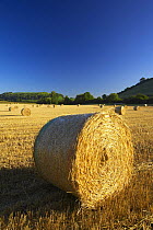 Circular straw bale in a field near South Cadbury with Cadbury Castle (Iron Age hill fort) beyond, Somerset, England, UK. (NR)