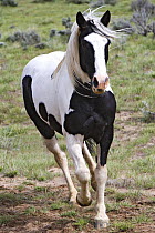 Paint horse (Equus caballus), gelding trotting at Sombrero Ranch, Craig, Colorado.